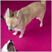 Beverly Hills Chihuahua : photo Raja Gosnell