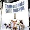 Beverly Hills Chihuahua : photo Raja Gosnell
