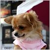 Beverly Hills Chihuahua : photo Raja Gosnell