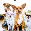 Beverly Hills Chihuahua : photo Raja Gosnell