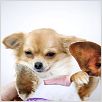 Beverly Hills Chihuahua : photo Raja Gosnell