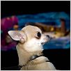 Beverly Hills Chihuahua : photo Raja Gosnell
