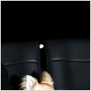 Beverly Hills Chihuahua : photo Raja Gosnell