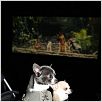 Beverly Hills Chihuahua : photo Raja Gosnell