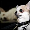 Beverly Hills Chihuahua : photo Raja Gosnell