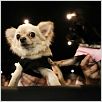 Beverly Hills Chihuahua : photo Raja Gosnell