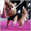 Beverly Hills Chihuahua : photo Raja Gosnell