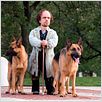 Underdog : photo