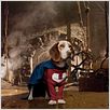 Underdog : photo