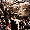 Kirschblüten - Hanami : photo