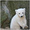 Knut und seine Freunde : photo