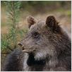 Knut und seine Freunde : photo