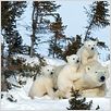 Knut und seine Freunde : photo