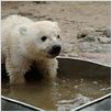 Knut und seine Freunde : photo
