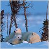 Knut und seine Freunde : photo