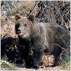 Knut und seine Freunde : photo