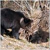 Knut und seine Freunde : photo