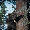 Knut und seine Freunde : photo