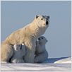 Knut und seine Freunde : photo