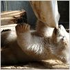 Knut und seine Freunde : photo