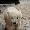 Knut und seine Freunde : photo