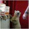 Knut und seine Freunde : photo