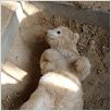 Knut und seine Freunde : photo