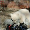 Knut und seine Freunde : photo