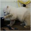 Knut und seine Freunde : photo