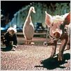 Schweinchen Babe in der großen Stadt : photo George Miller