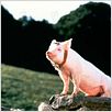 Ein Schweinchen namens Babe : photo Chris Noonan