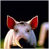 Ein Schweinchen namens Babe : photo Chris Noonan