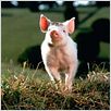 Ein Schweinchen namens Babe : photo Chris Noonan