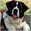 Ein Hund namens Beethoven : photo