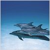 Delfine und Wale 3D : photo Jean-Jacques Mantello