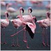 Das Geheimnis der Flamingos : photo Leander Ward, Matthew Aeberhard