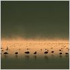 Das Geheimnis der Flamingos : photo Leander Ward, Matthew Aeberhard