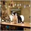 Das Hundehotel : photo Thor Freudenthal