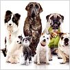 Das Hundehotel : photo Thor Freudenthal