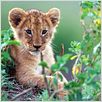 Im Reich der Raubkatzen : photo Alastair Fothergill, Keith Scholey