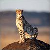 Im Reich der Raubkatzen : photo Alastair Fothergill, Keith Scholey