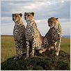 Im Reich der Raubkatzen : photo Alastair Fothergill, Keith Scholey