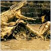 Ong Bak 2 : photo Tony Jaa