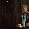 Harry Potter und die Heiligtümer des Todes - Teil 1 : photo David Yates, Rupert Grint