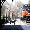 Hachiko - Eine wunderbare Freundschaft : photo Lasse Hallström