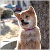 Hachiko - Eine wunderbare Freundschaft : photo Lasse Hallström