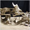Dinosaurier Live 3D - Fossilien zum Leben erweckt : photo
