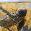 Tortuga - Die unglaubliche Reise der Meeresschildkröte : photo
