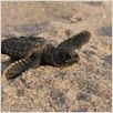 Tortuga - Die unglaubliche Reise der Meeresschildkröte : photo