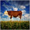 Food, Inc. : photo Robert Kenner